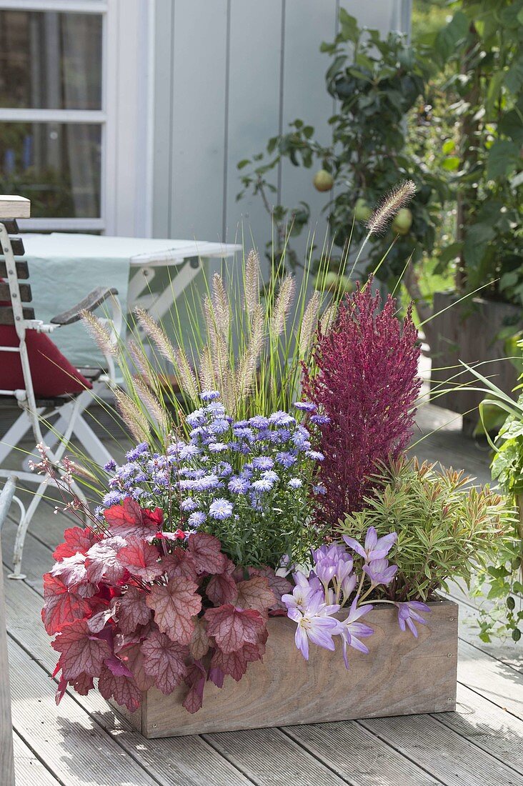 Wooden box with Heuchera 'paprika', Aster dumosus