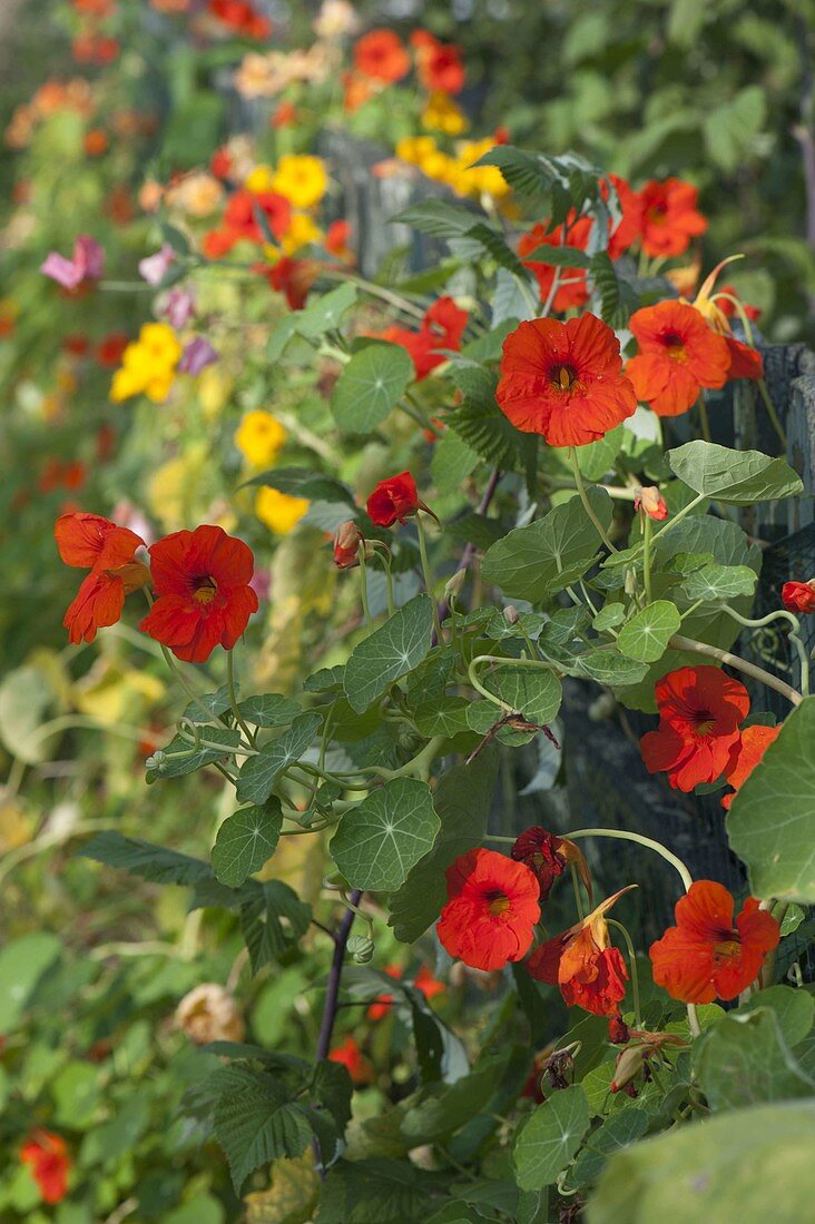 Tropaeolum majus (Kapuzinerkresse)