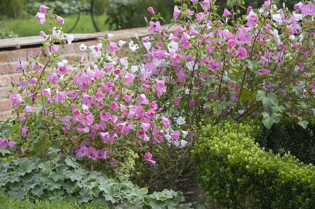 Lavatera trimestris (Bechermalve), Buxus (Box) and Alchemilla