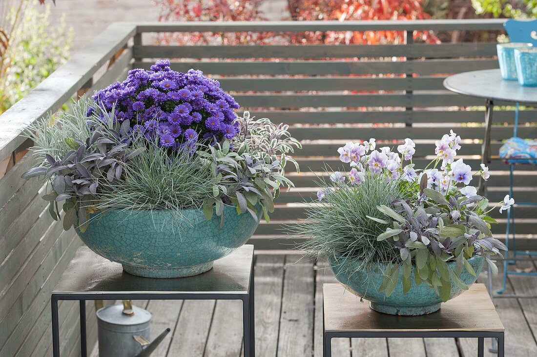Turquoise bowls with sage 'Purpurascens', 'Tricolor' (Salvia officinalis)