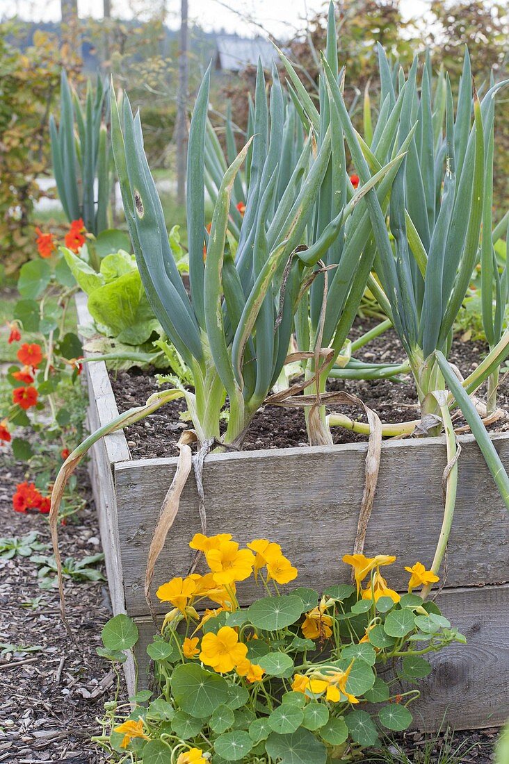 Spring onions, winter onions (Allium fistulosum) in raised bed