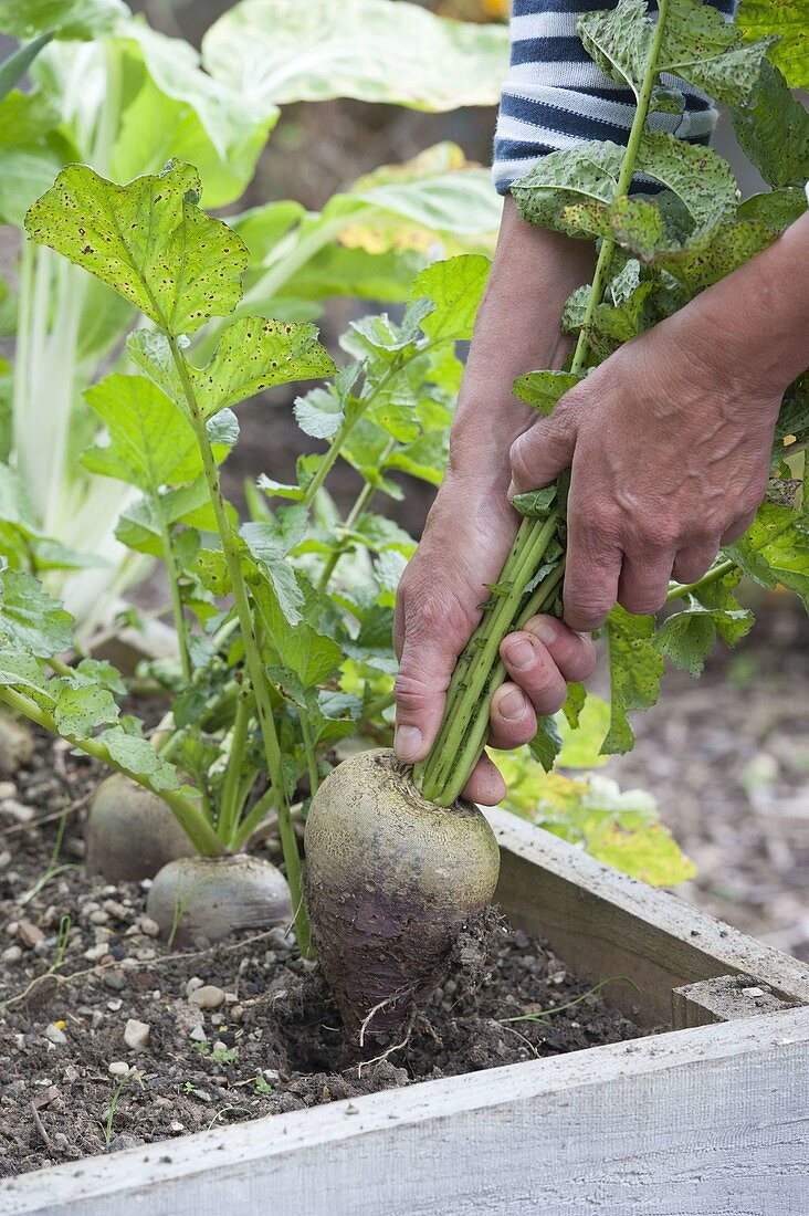 Rettichernte in the organic garden and in the raised bed