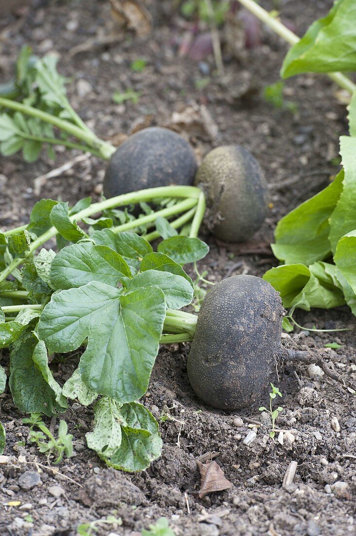 Rettichernte in the organic garden and in the raised bed