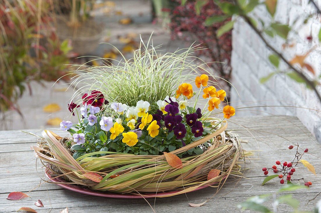 Viola cornuta 'Yellow', 'Purple', 'Primrose', 'Lavender', 'Orange', 'Red' (Hornveilchen)