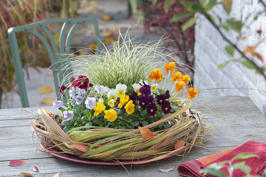 Viola cornuta 'Yellow', 'Purple', 'Primrose', 'Lavender', 'Orange', 'Red' (horned violet)