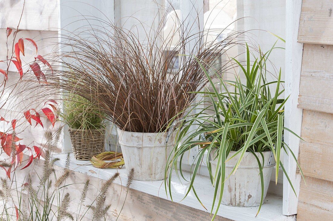 Grass on windowsill, Carex petriei 'Bronce Form'