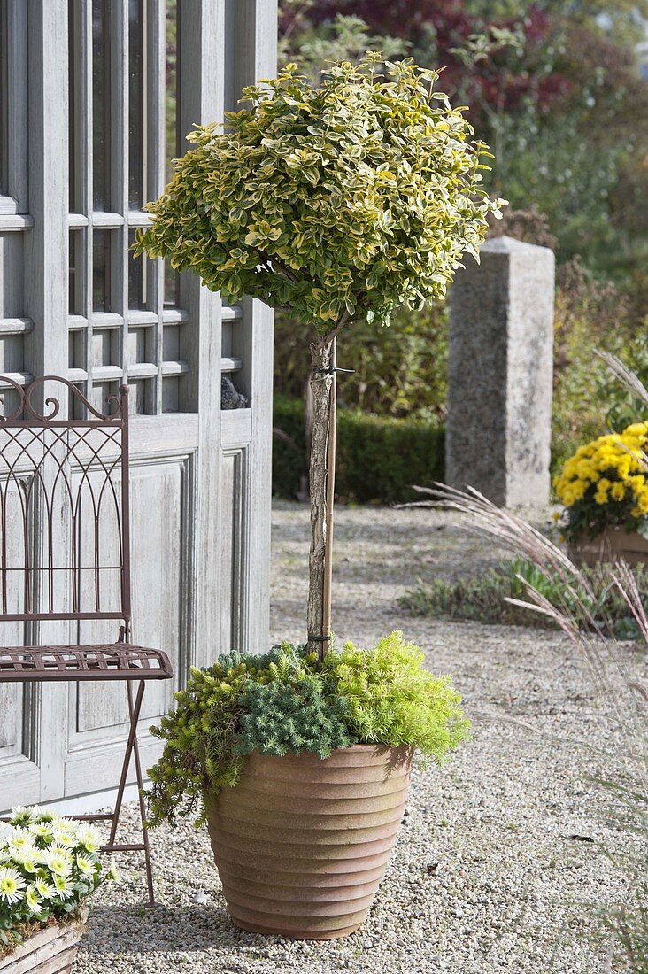 Euonymus fortunei 'Emerald'n Gold' 'Emerald Gaiety'