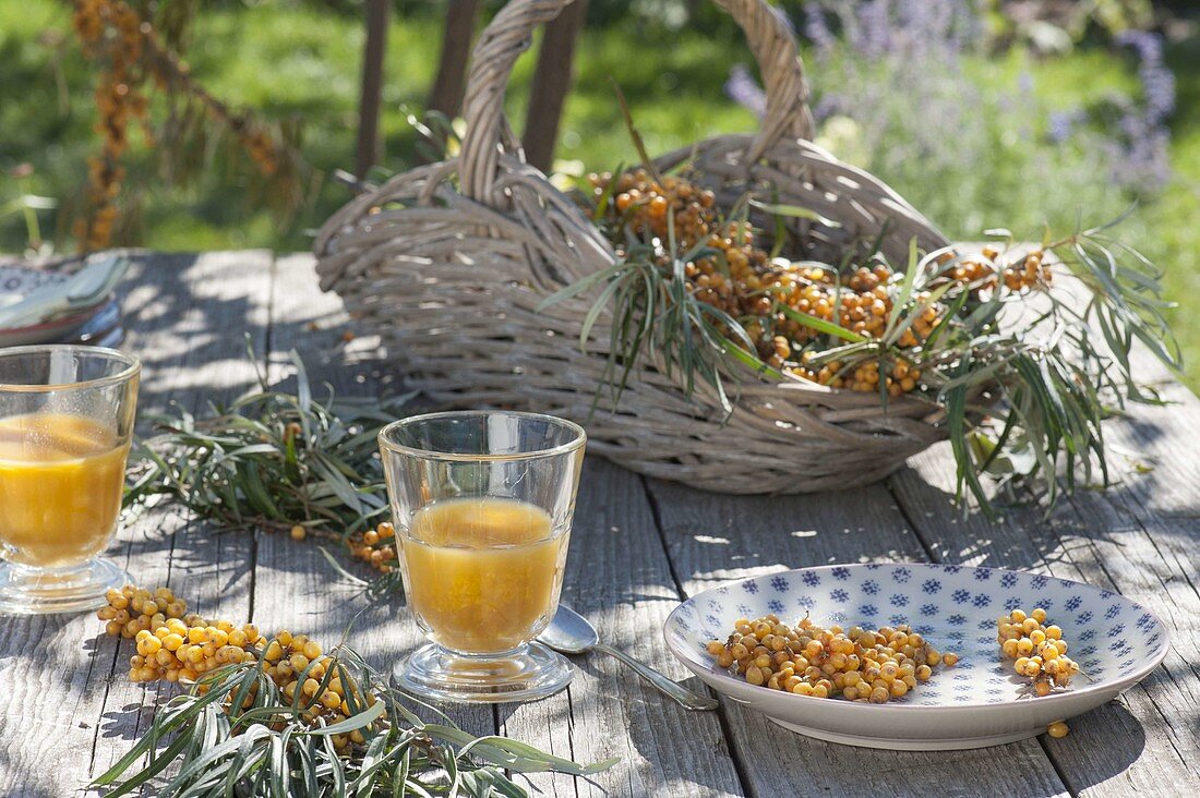 Basket of freshly cut branches of sea buckthorn