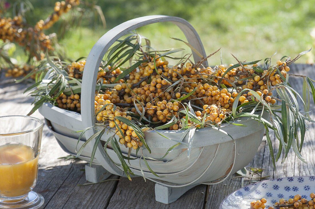 Basket of freshly cut branches of sea buckthorn