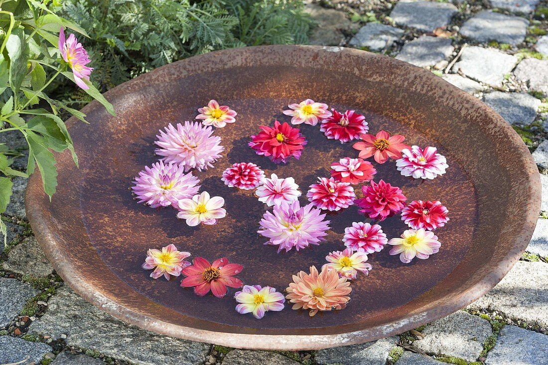 Dahlia flowers floating in ceramic bowl with water