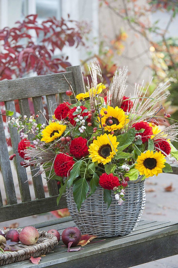 Autumn bouquet in basket vase, Helianthus, Dahlia