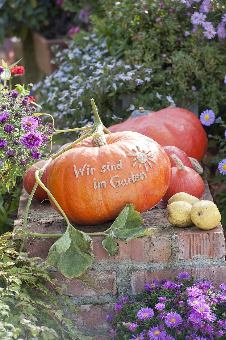 Edible Pumpkin 'Red Zentner' syn. 'Rouge d'Etampes'