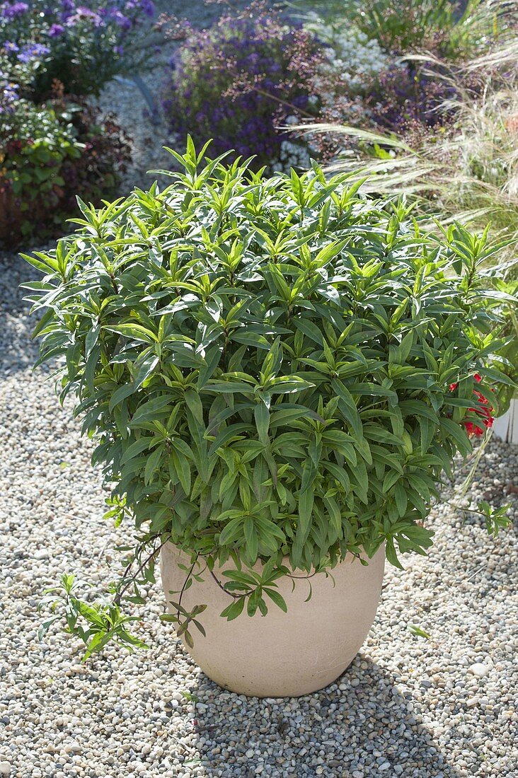 Tagetes lucida (Aztec tarragon, winter tarragon)