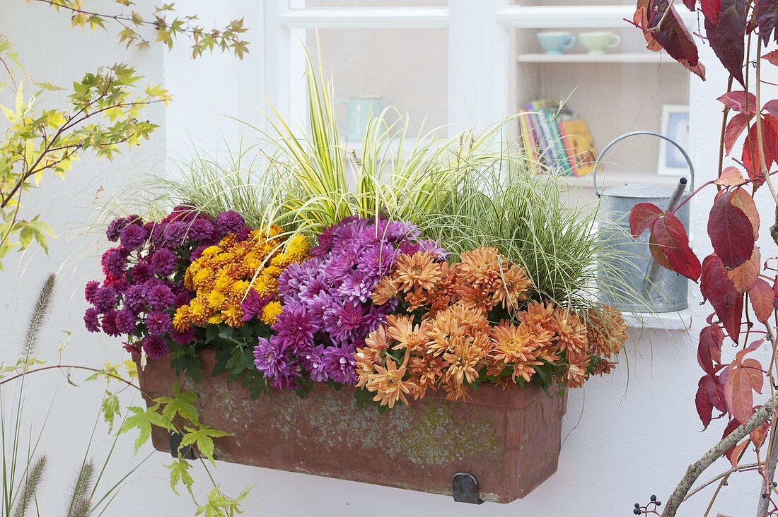 Balcony box with Chrysanthemum indicum, Carex