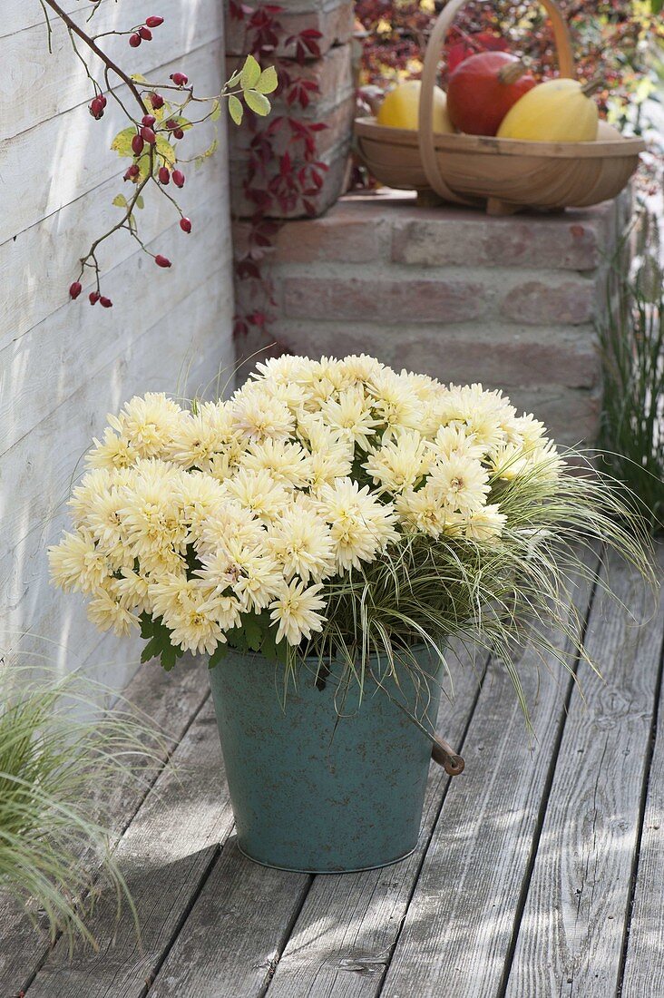 Chrysanthemum 'Jahou Peach' (autumn chrysanthemum)