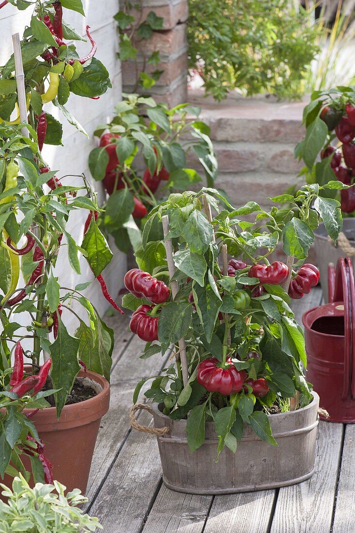 Paprika 'Zsuszanna' und Peperoni (Capsicum annuum)