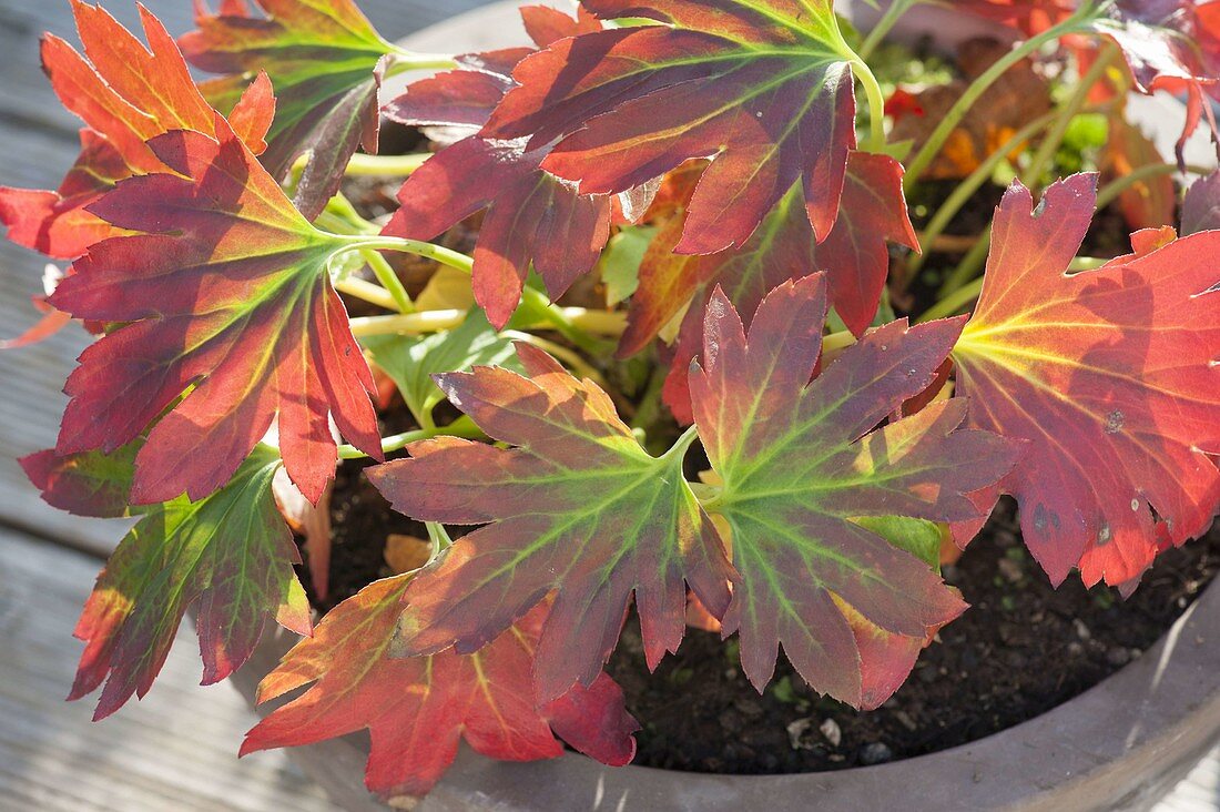 Mukdenia rossii syn. Aceriphyllum rossii, Shadow-tree