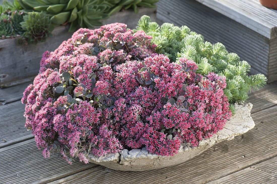 Sedum cautiolum 'Rocky' and Sedum anopetalum