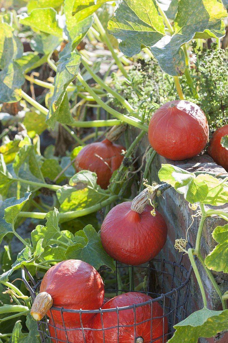 Ripe pumpkins 'Hokkaido' (Cucurbita) in the raised bed