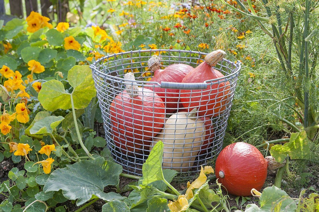 Freshly harvested pumpkins 'Hokkaido', 'Butternut'