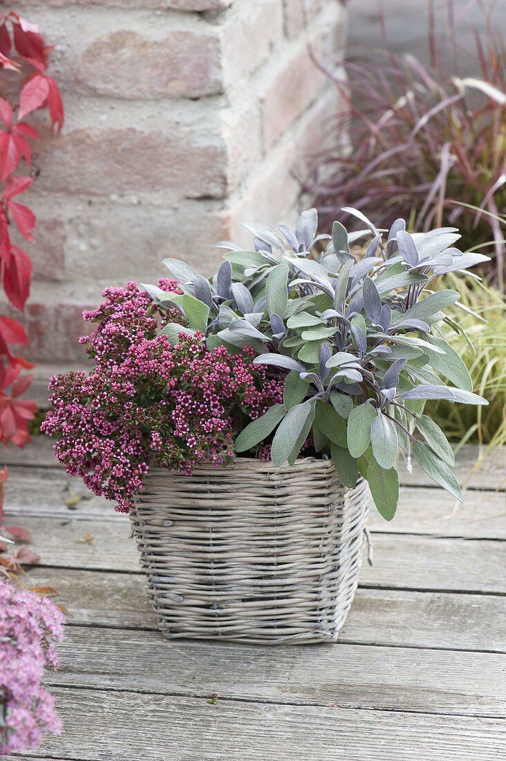 Small basket with sage 'Purpurascens' (Salvia officinalis)