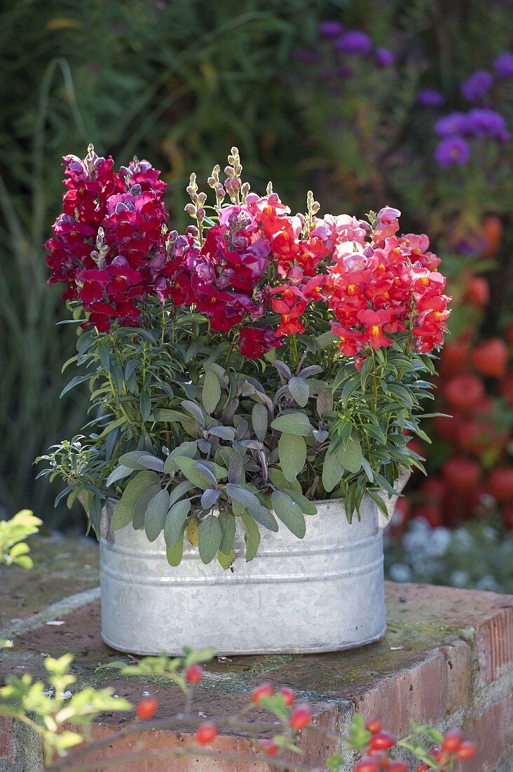 Antirrhinum and sage 'Purpurascens'