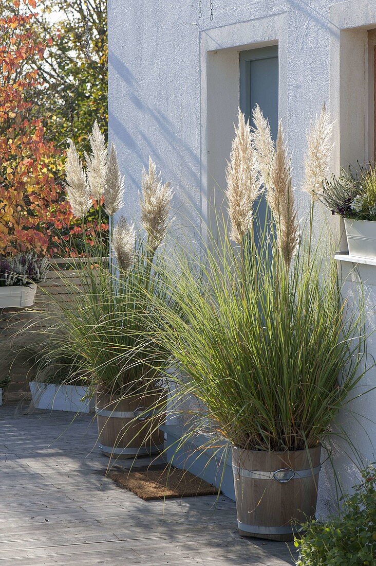 Flowering Cortaderia selloana (Pampas grass) in wooden buckets