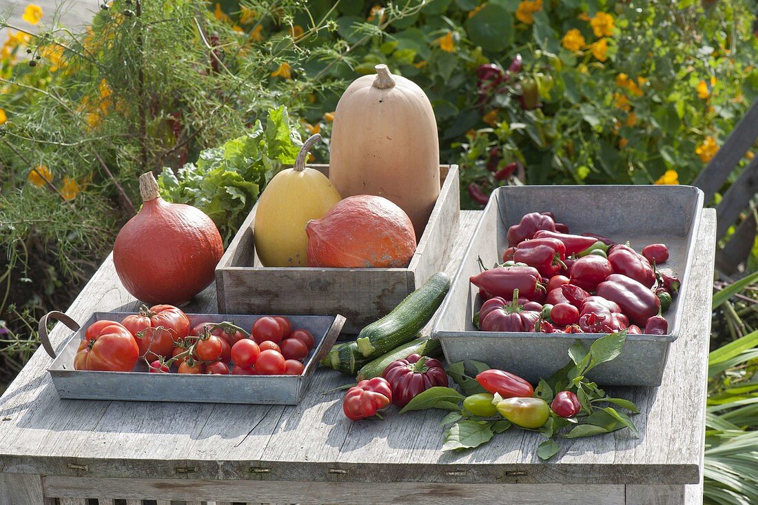 Freshly harvested peppers, tomatoes, zucchini