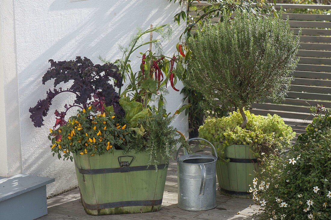 Green wooden bucket with herbs and vegetables