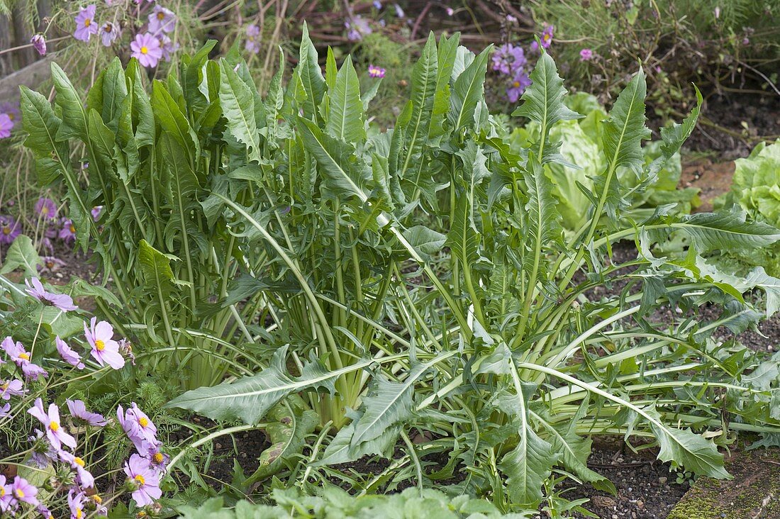 Dandelion (Taraxacum) cultivated form in the vegetable garden