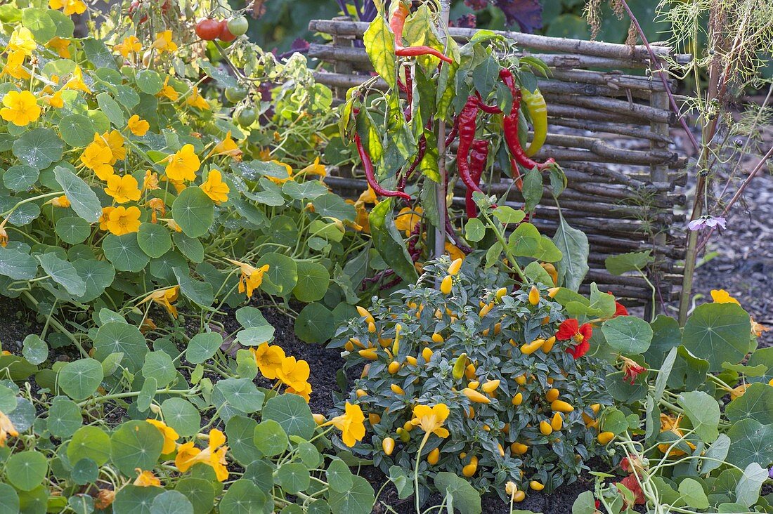 Pepperoni and ornamental paprika (Capsicum annuum) with Tropaeolum