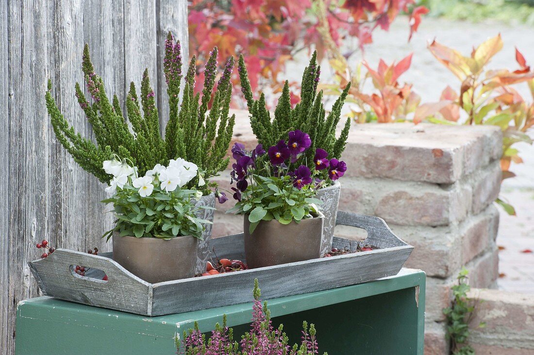 Calluna vulgaris Skyline 'Stockholm' (heather)