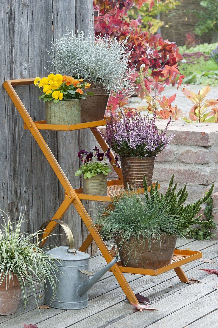 Orange plant stairs with Viola cornuta, Calocephalus