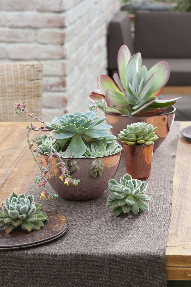 Echeveria and Kalanchoe thyrsiflora (desert cabbage)