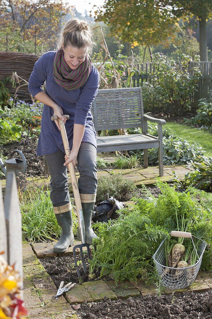 Woman harvesting white carrots in organic garden