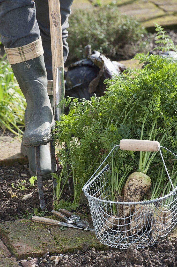 Woman harvesting white carrots in organic garden