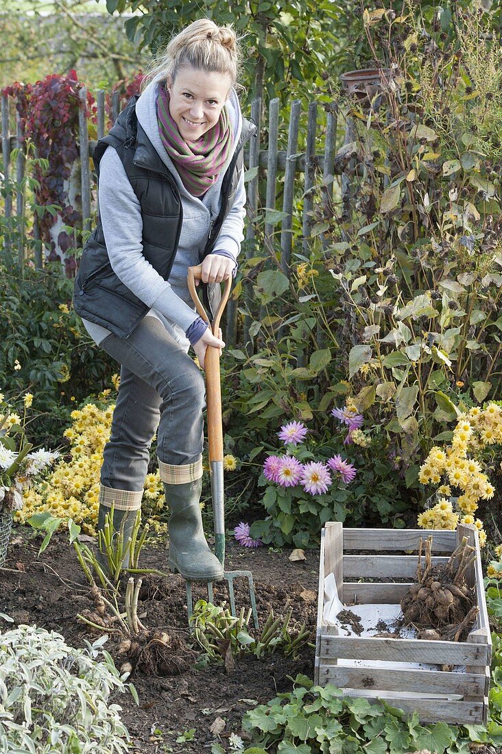 Woman digging dahlia tubers and puting them in a box