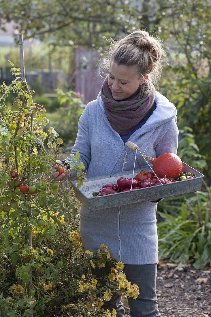 Woman harvesting the last fruit vegetables in organic garden