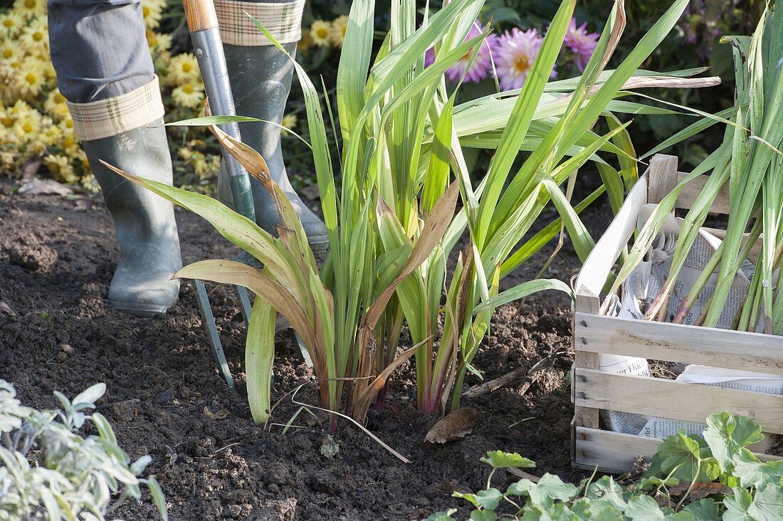 Woman digging gladioli for wintering