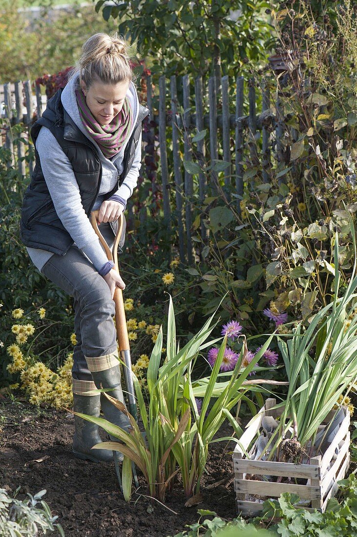 Woman digging gladioli for wintering