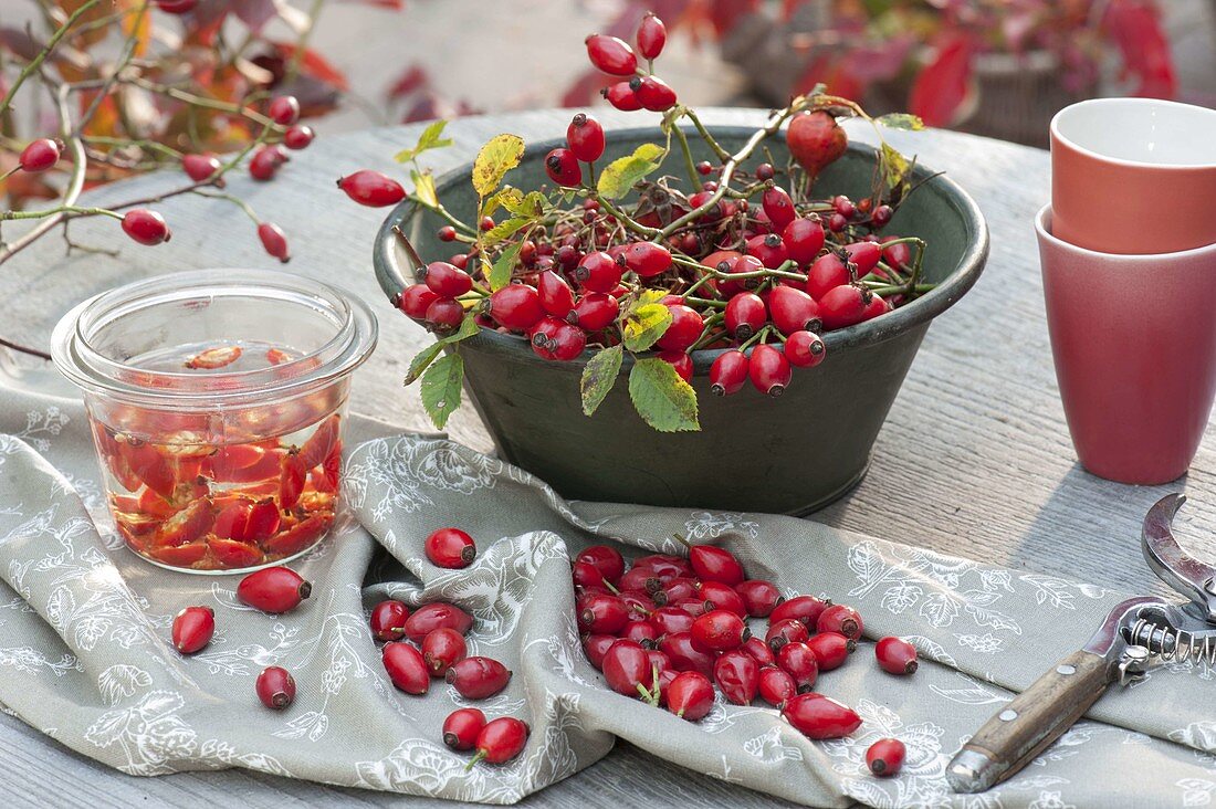 Cut freshly picked rosehips before processing