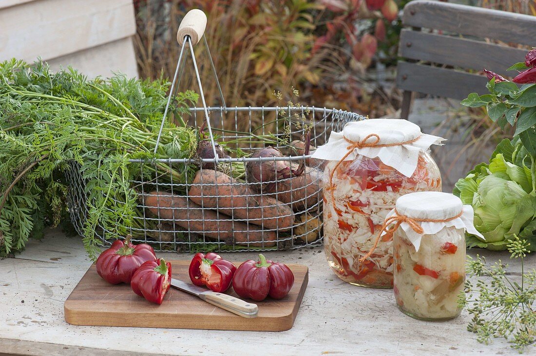 Drahtkorb mit frisch geernteten Möhren, Karotten (Daucus carota)