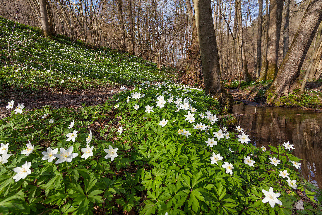 Buschwindröschen im Laubwald (Anemone nemorosa), Odenwald, Baden-Württemberg, Deutschland