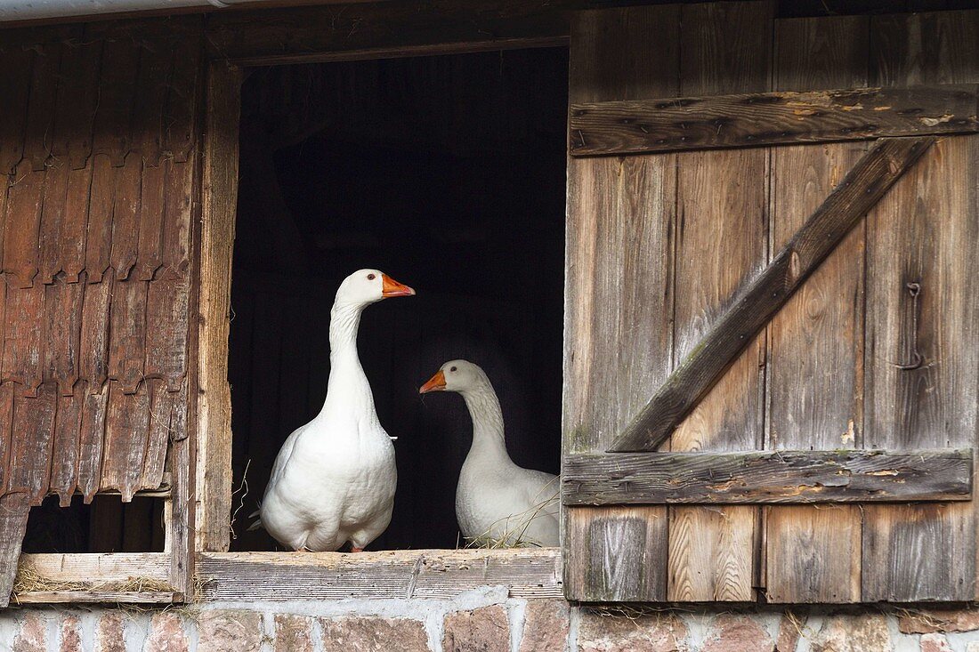 Domestic Geese in Barn (Anser spec.)