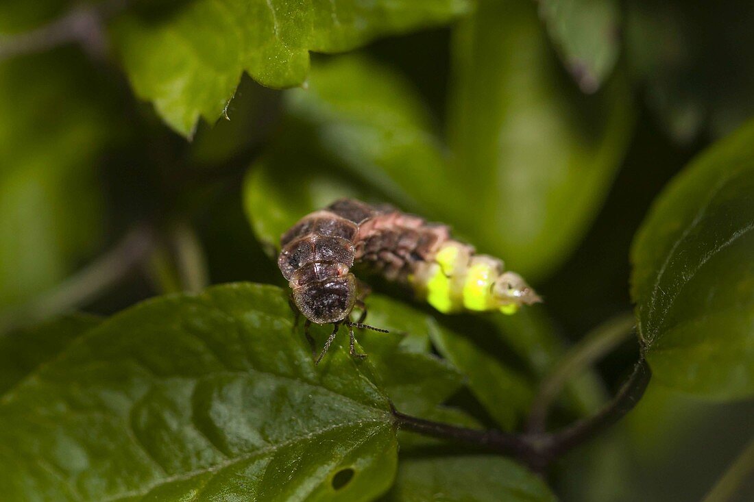 Large firefly, female (Lampyris noctiluca), firefly, Bavaria, Germany