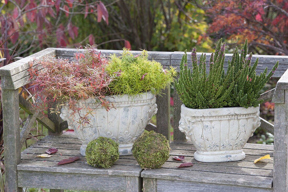 Autumn in nostalgic pots on the bench Oenothera 'African Sun'