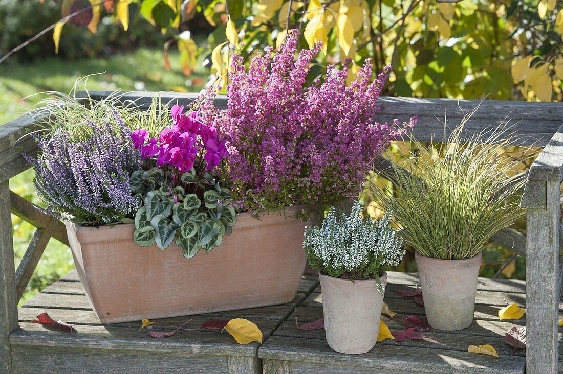 Autumn on the bench with Erica gacilis (Topferika), Calluna Garden Girls 'Hilda'