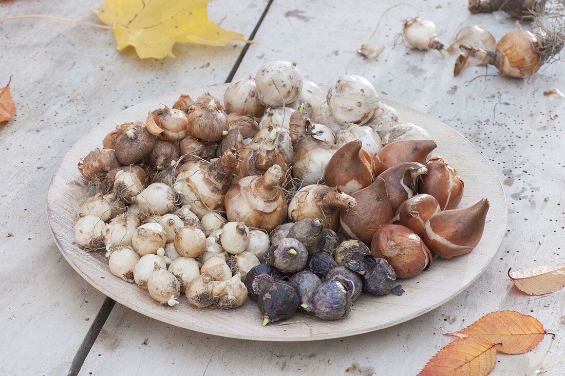 Bowl with flower bulbs for the autumn planting