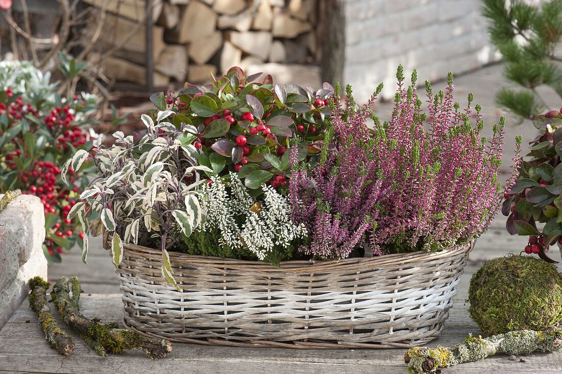 Laengliches Körbchen with Calluna vulgaris Garden Girls (Bud-flowering)