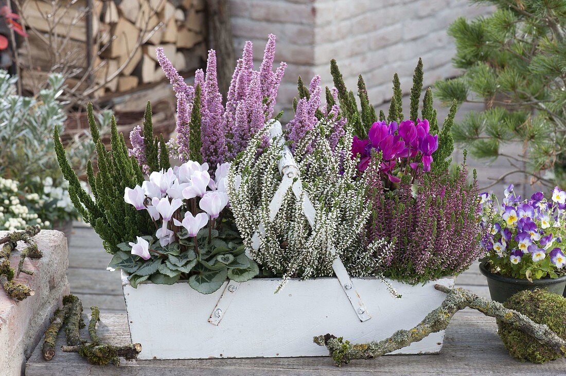 White box with Calluna vulgaris Garden Girls, Skyline 'Stockholm' green